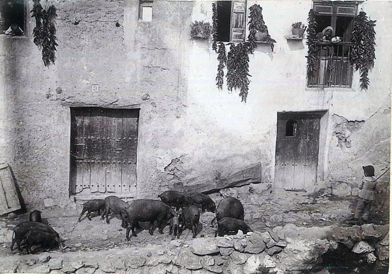 Cerdos cruzando frente a la casa del carpintero